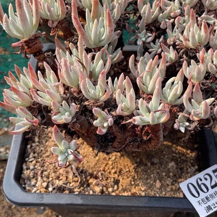 j****?625号白鹭多肉植物