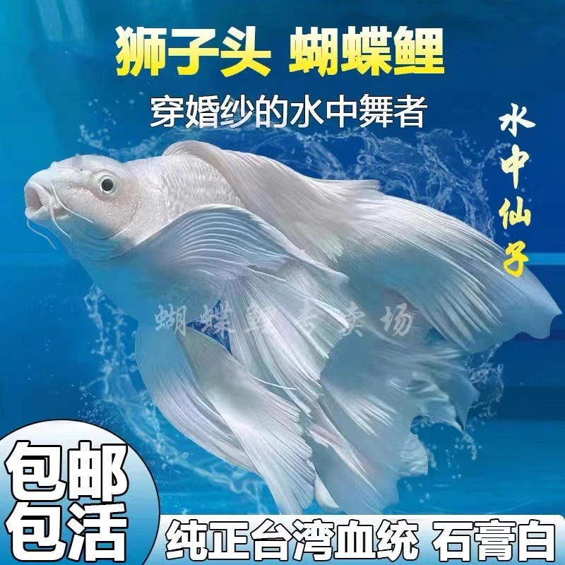 纯种狮子头蝴蝶鲤石膏白16-18白球白短体观赏鱼淡水精品混养好养