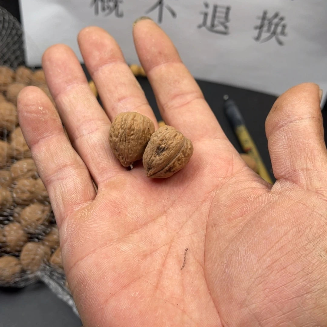 野生小核桃20尺寸包邮