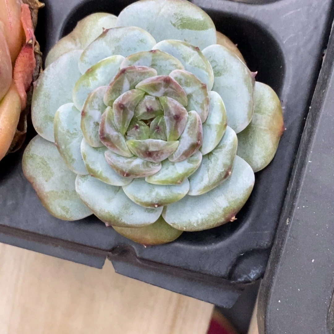 精品多肉一物拍不包整308