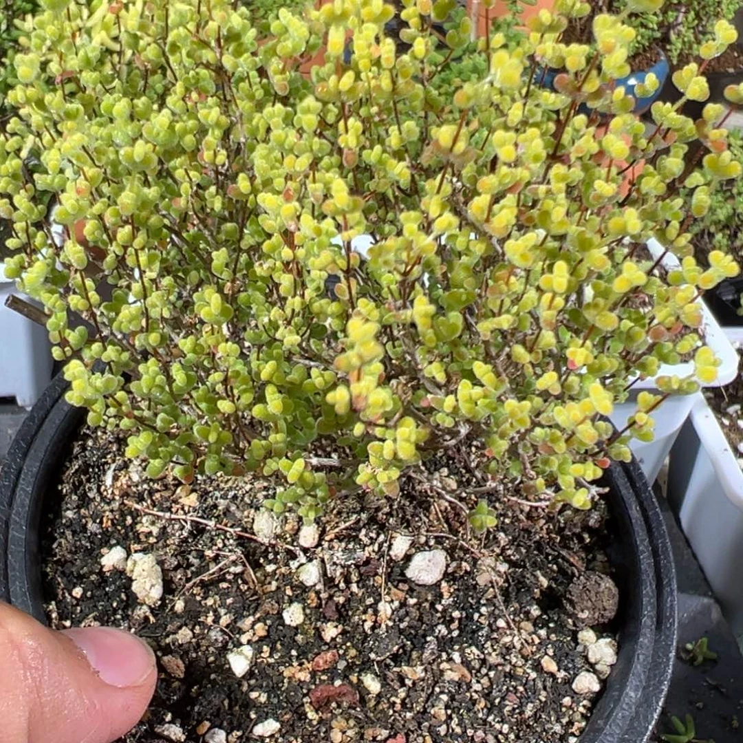 黄金莱斯120盆老桩