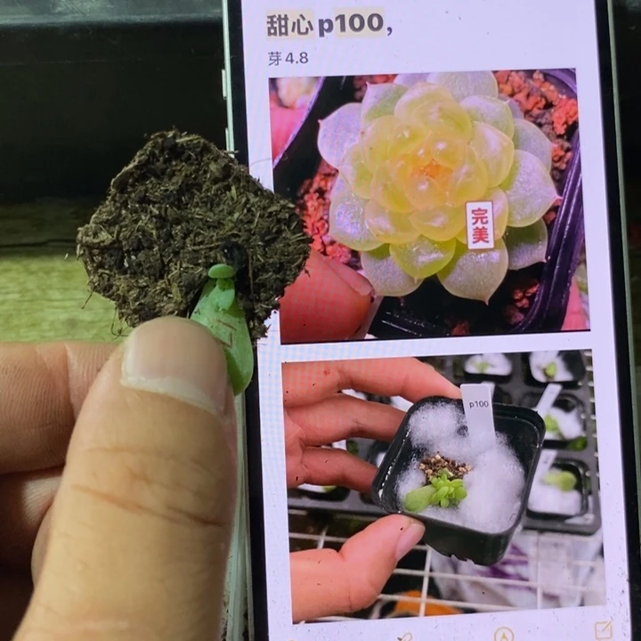 穴盘甜心p100芽苗一个