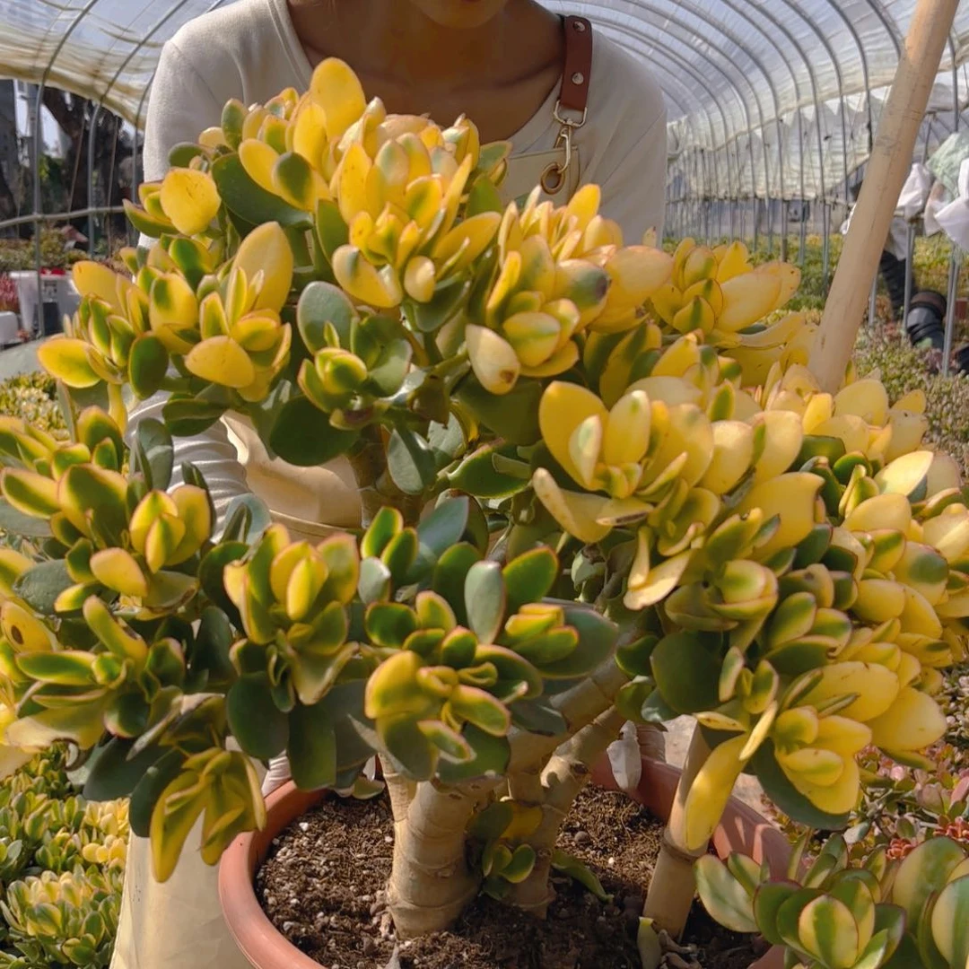 特大号新花月锦多肉