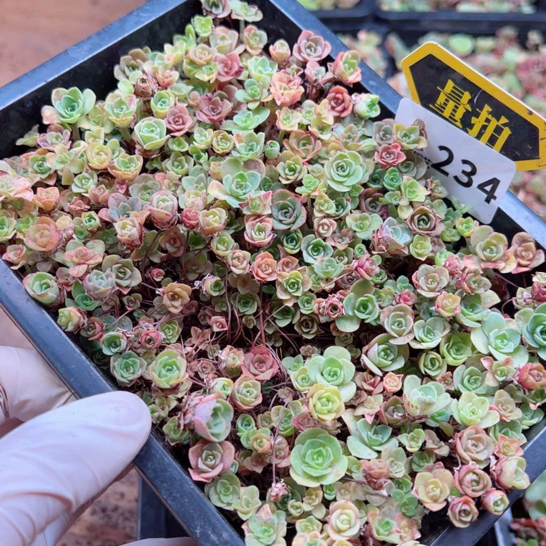 多肉植物多肉植物