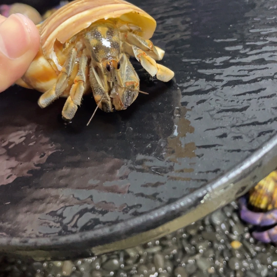 寄居蟹，寄居蟹，寄居蟹