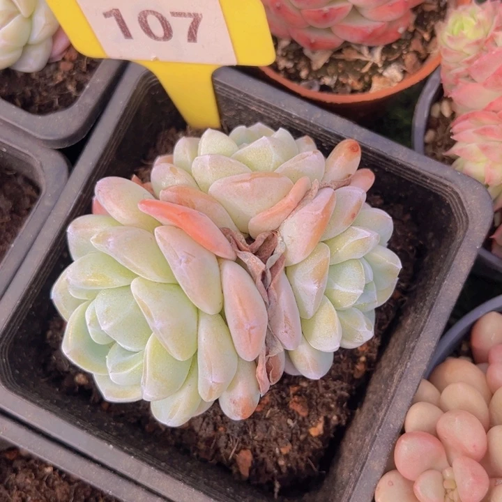 健健康康平平安安