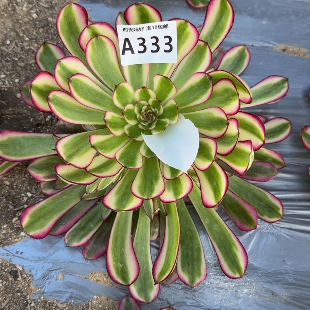 y****8333白月光寄养到秋