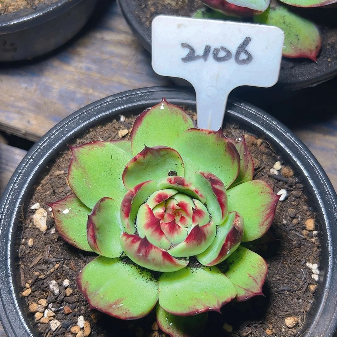 小惊鸿仙子 2106号一物一拍