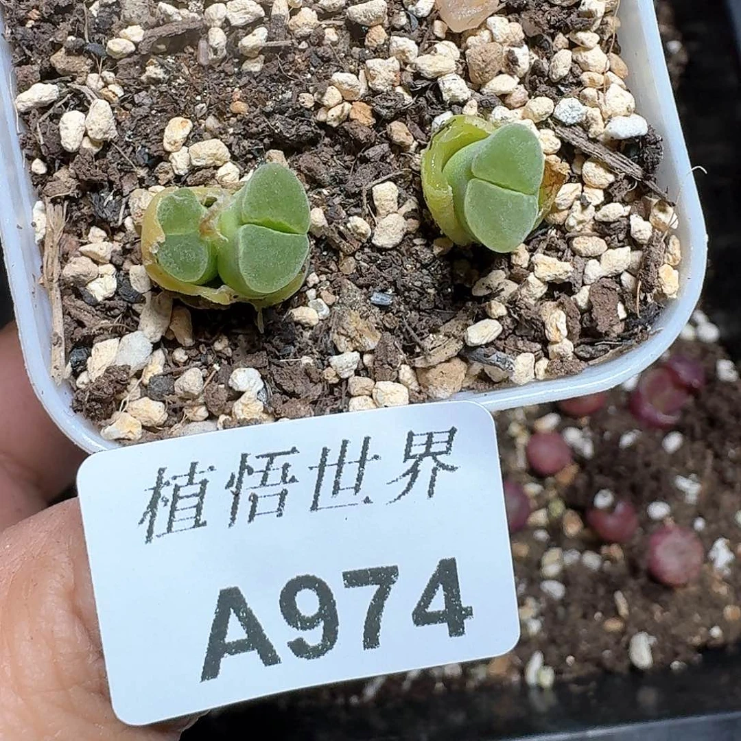 974号的植物哇f v b