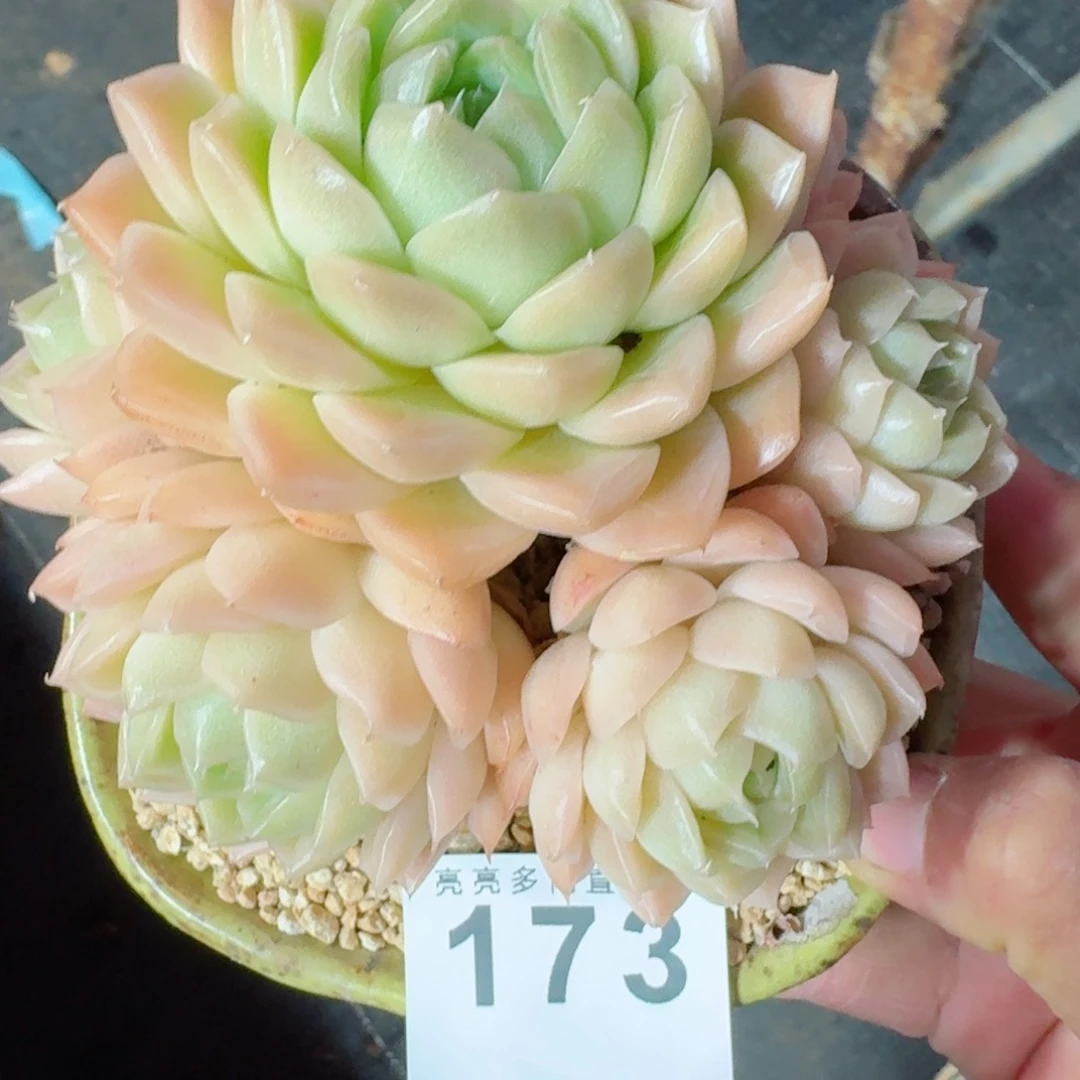 麦秆      愿你一路坦途，乘风破浪展宏图