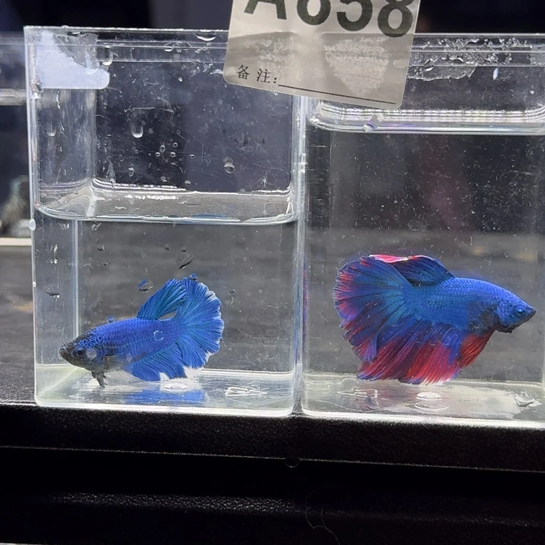 海水鱼泰国斗鱼编号858