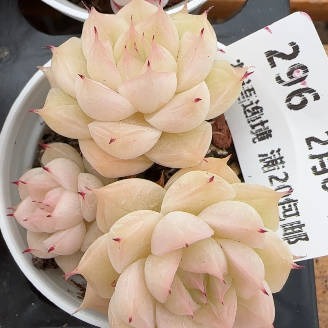 花语逸镜0204-296