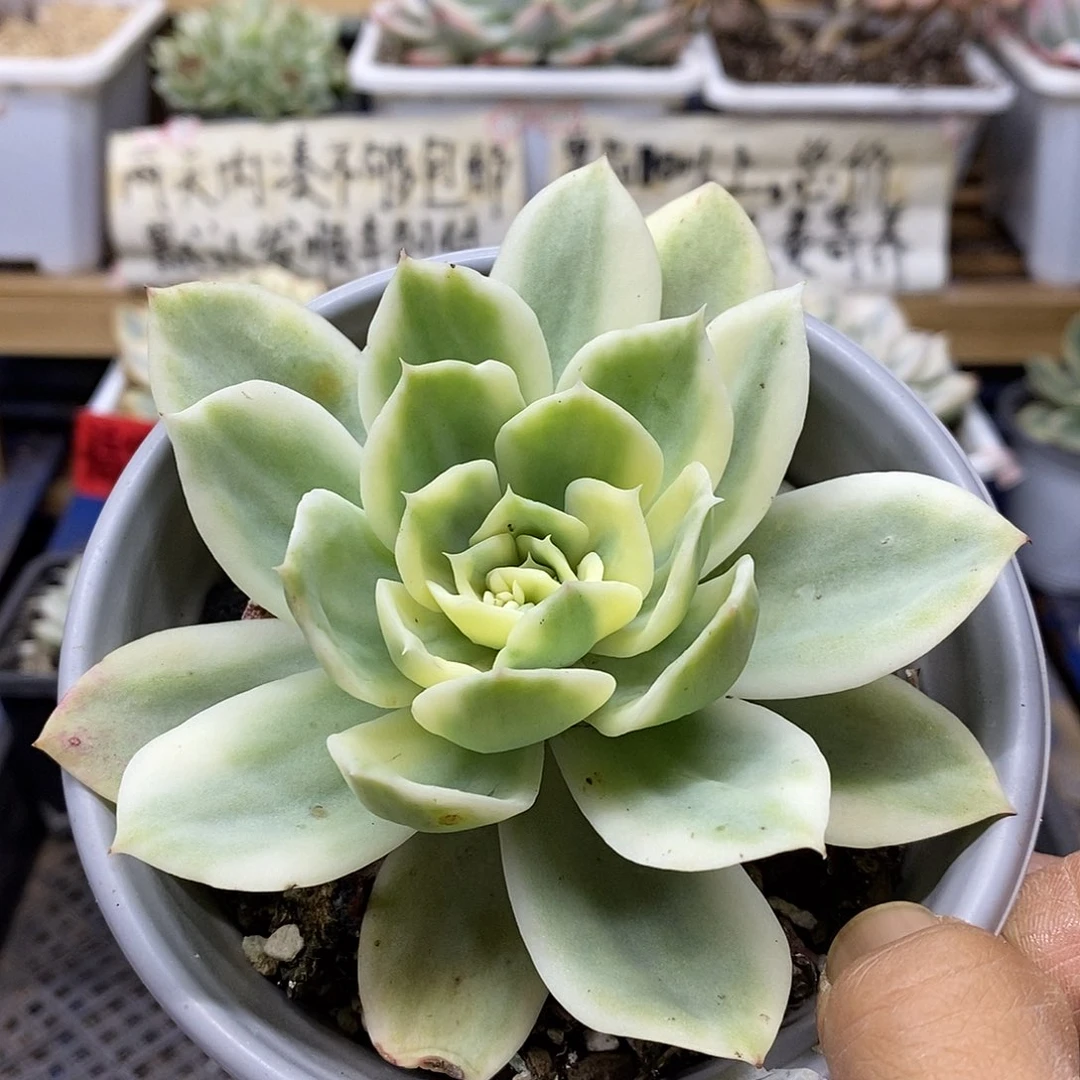 13100 小白龙覆轮锦