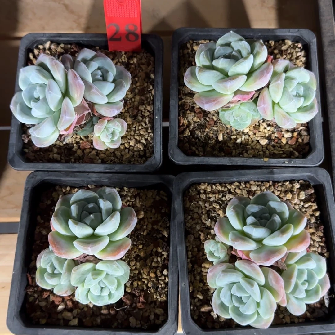 冰玉4颗一组一起一拍38