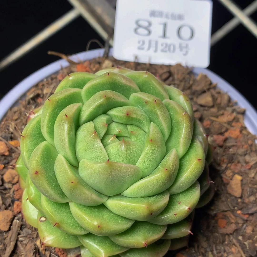 【闪购商品】云810