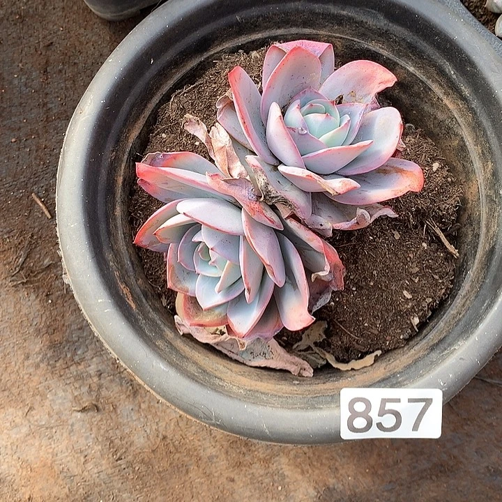 857布鲁蓝一物一拍多肉