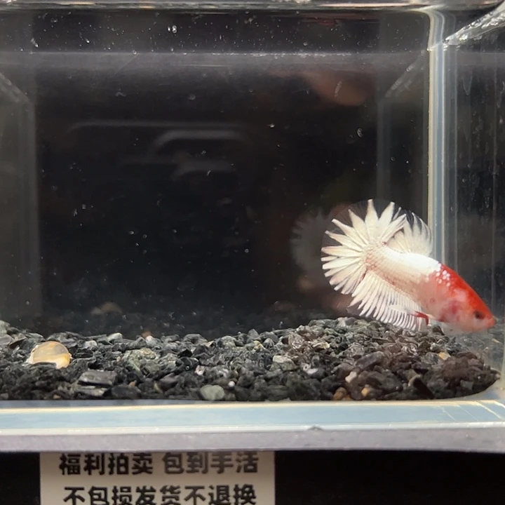 斗鱼竞拍跑单拉黑1日21