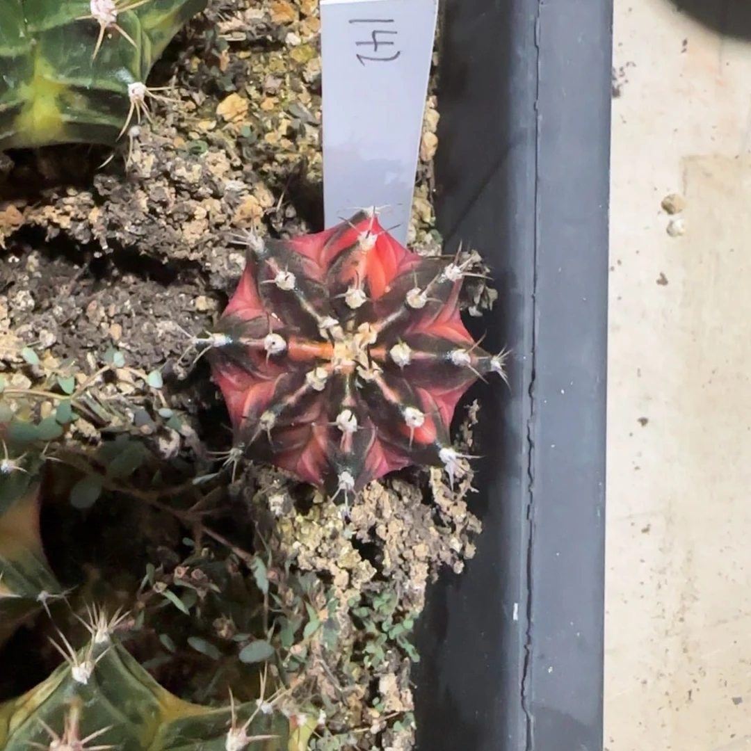 142-0114泰国发货多肉