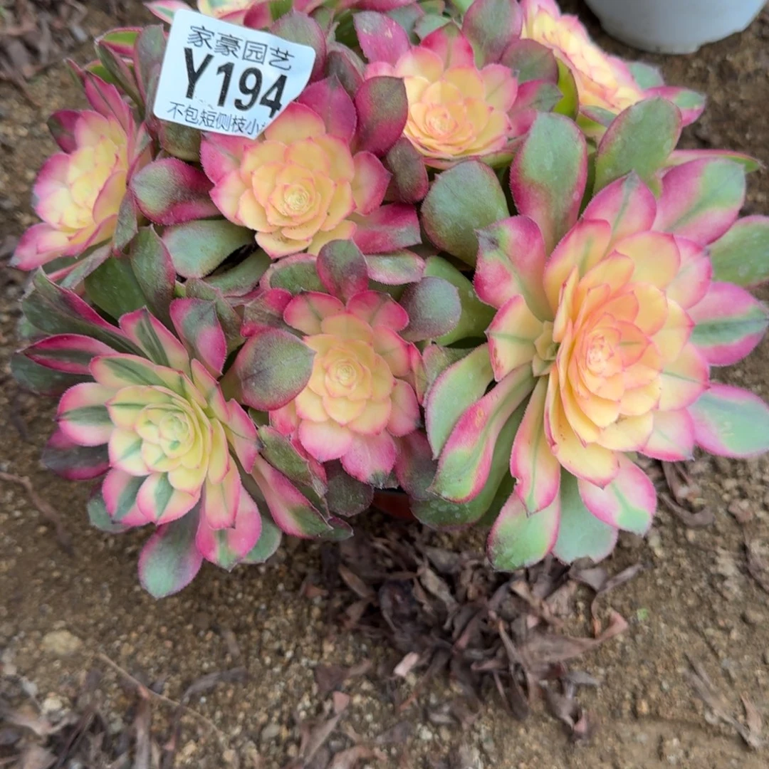 194荔枝官服25左右2