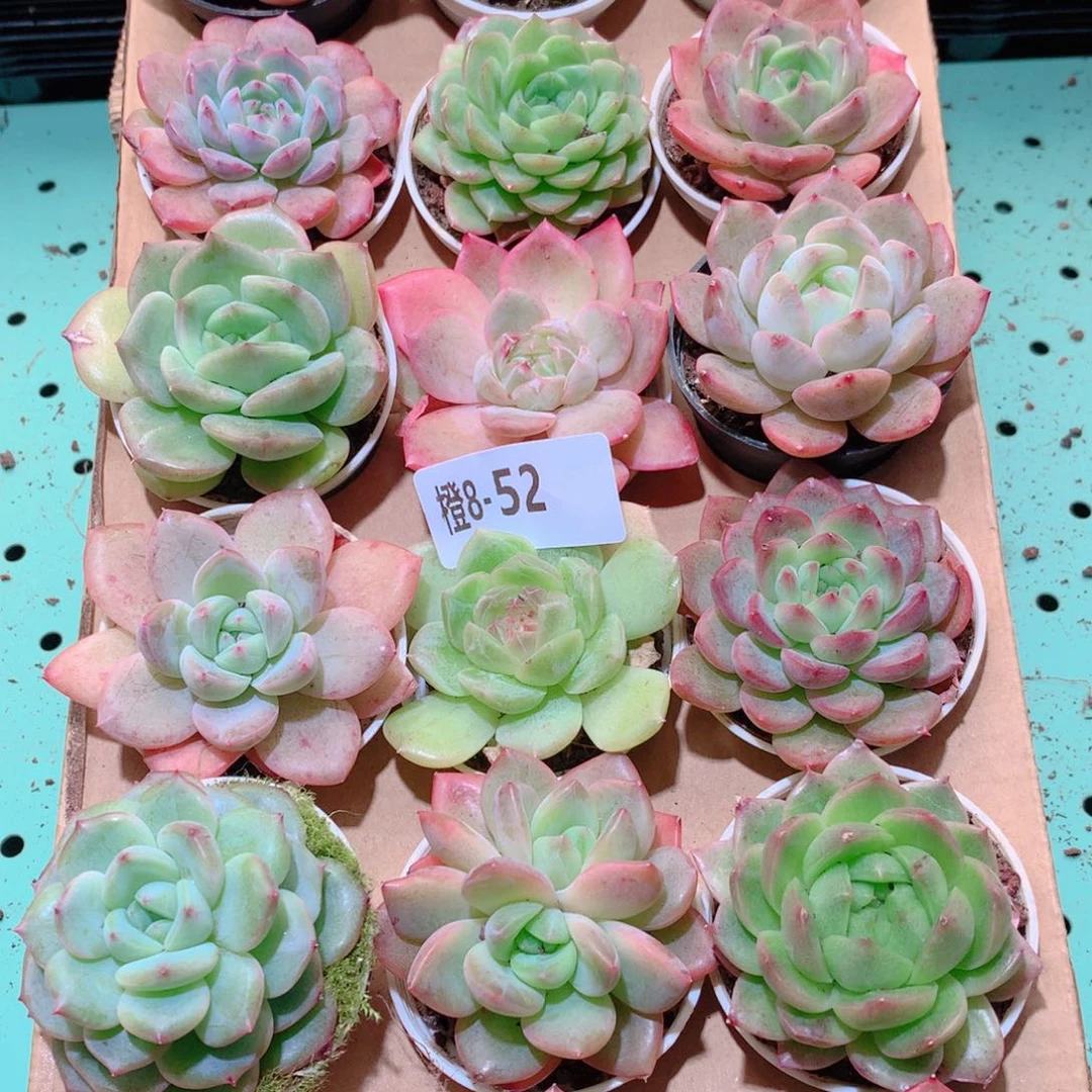 8-52一物一拍多肉带盆18颗