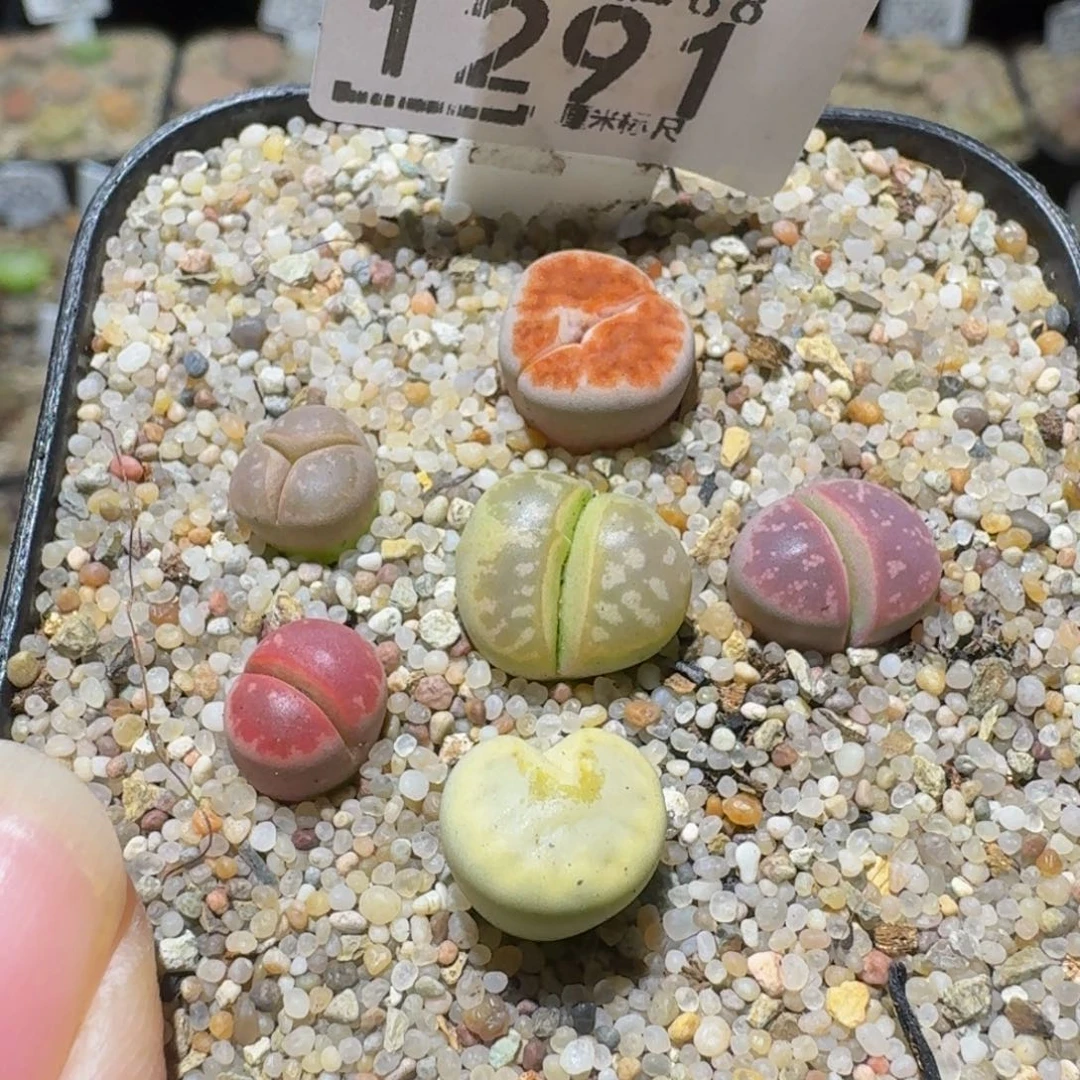 Sssss 好好看呀1291怪