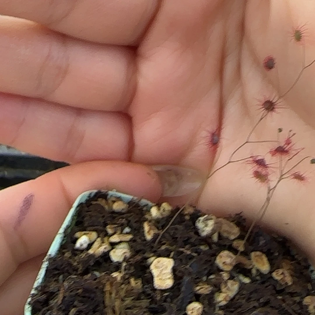 无花朵流苏萼茅膏菜