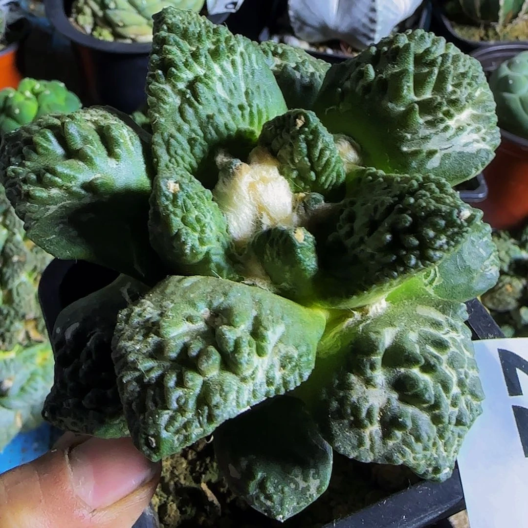 哥怒227仙人球开花