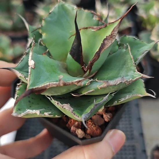 黑豹仁王冠龙舌兰