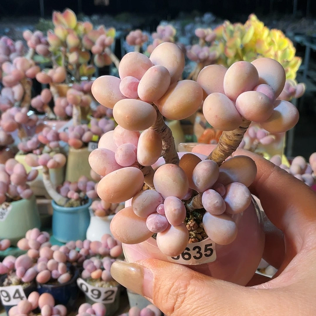 S****y多肉植物的生长发育与生长发育