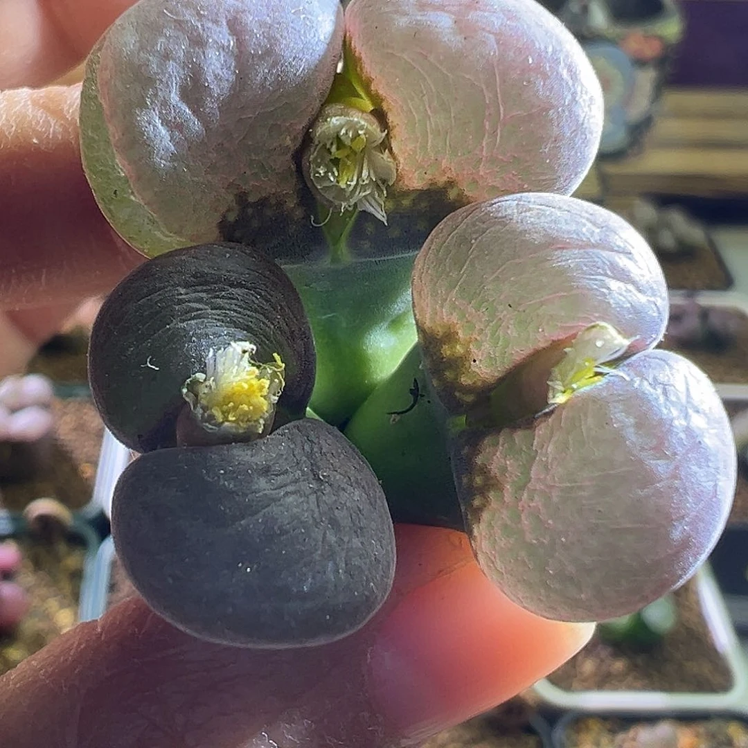 133#。 带疤 不售后