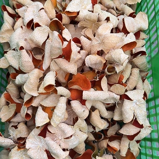 红橘川红橘皮净重1斤带花癍带麻点慎拍