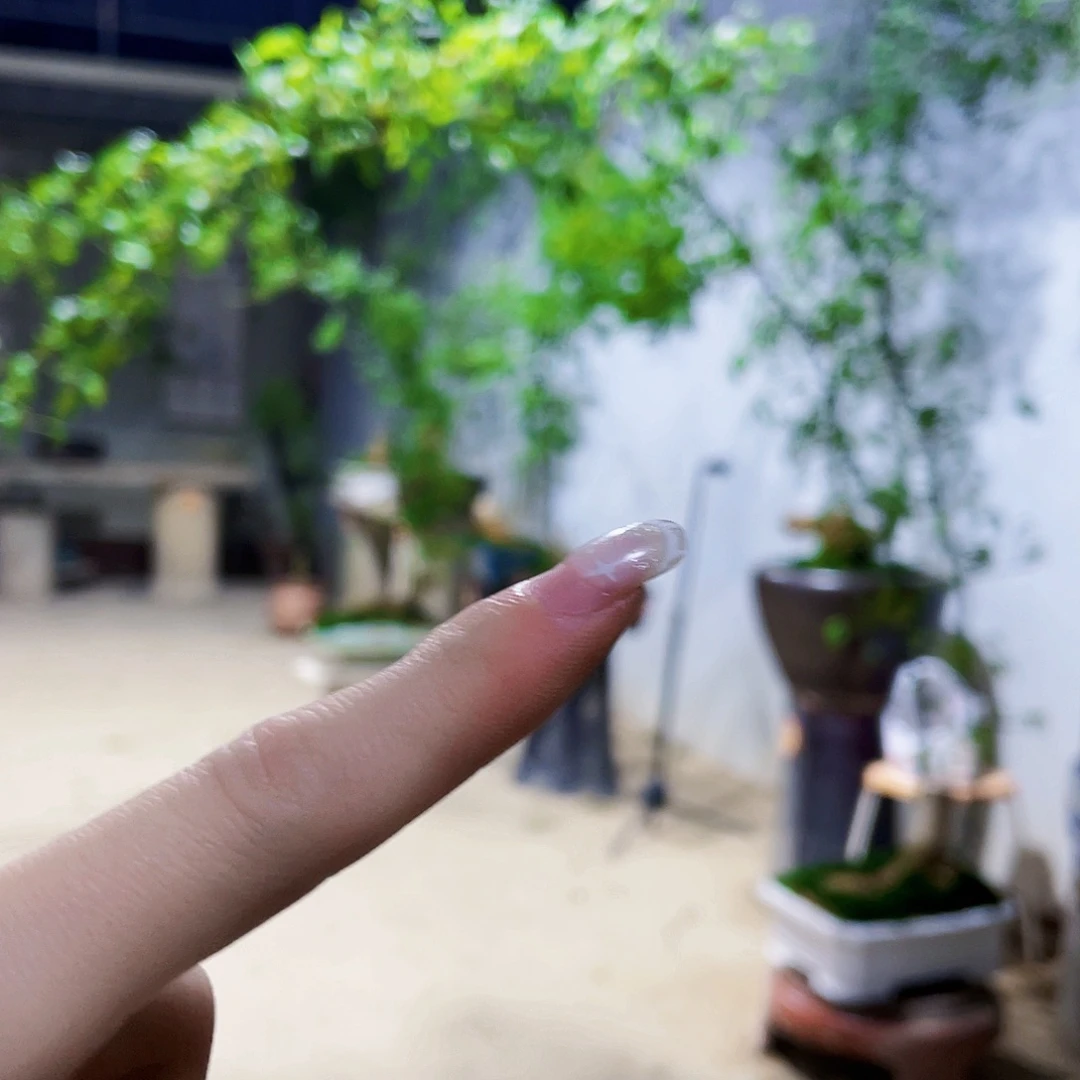 一***北小叶簕竹熟桩陶瓷盆一物一拍