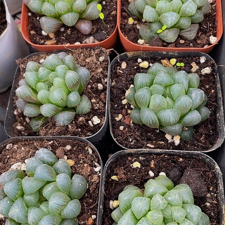 姬玉露2.8带盆土发货