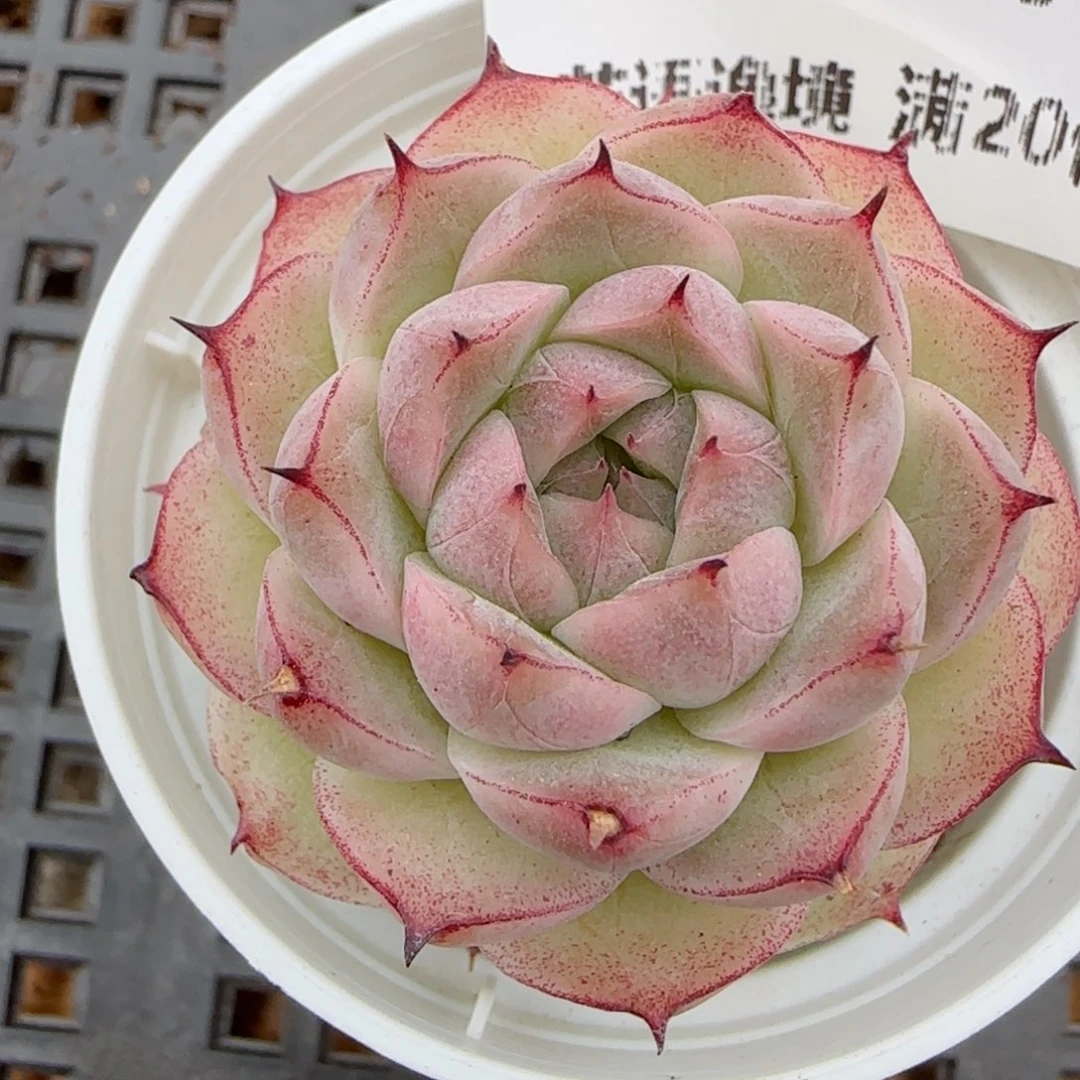 花语逸镜0215-368