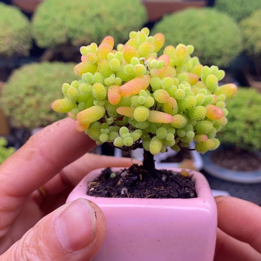 无花朵曦*231 金橘糖球