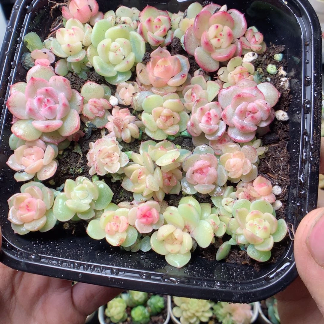 无花朵Q19。b3。yyyyyyy