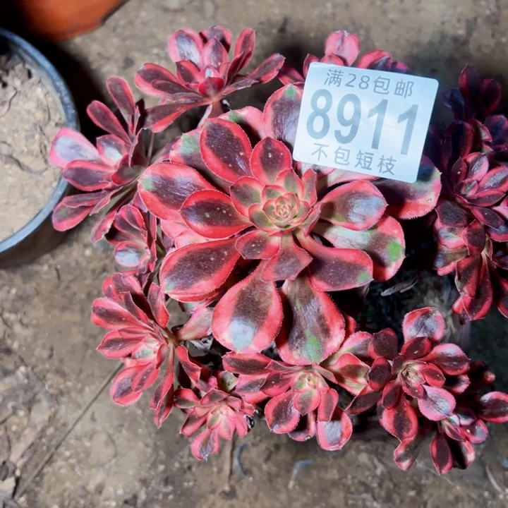 香丽多肉植物法师8911