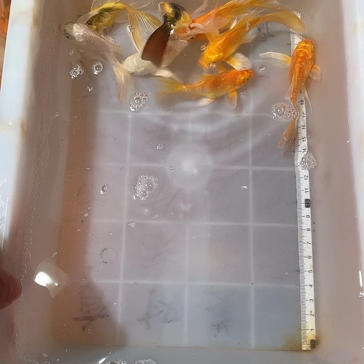 蝴蝶鲤鱼渔场直发71