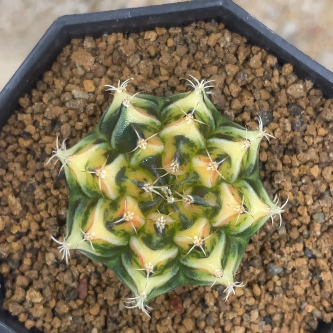 当前无花朵，栽培后可花朵虎斑三角V背锦