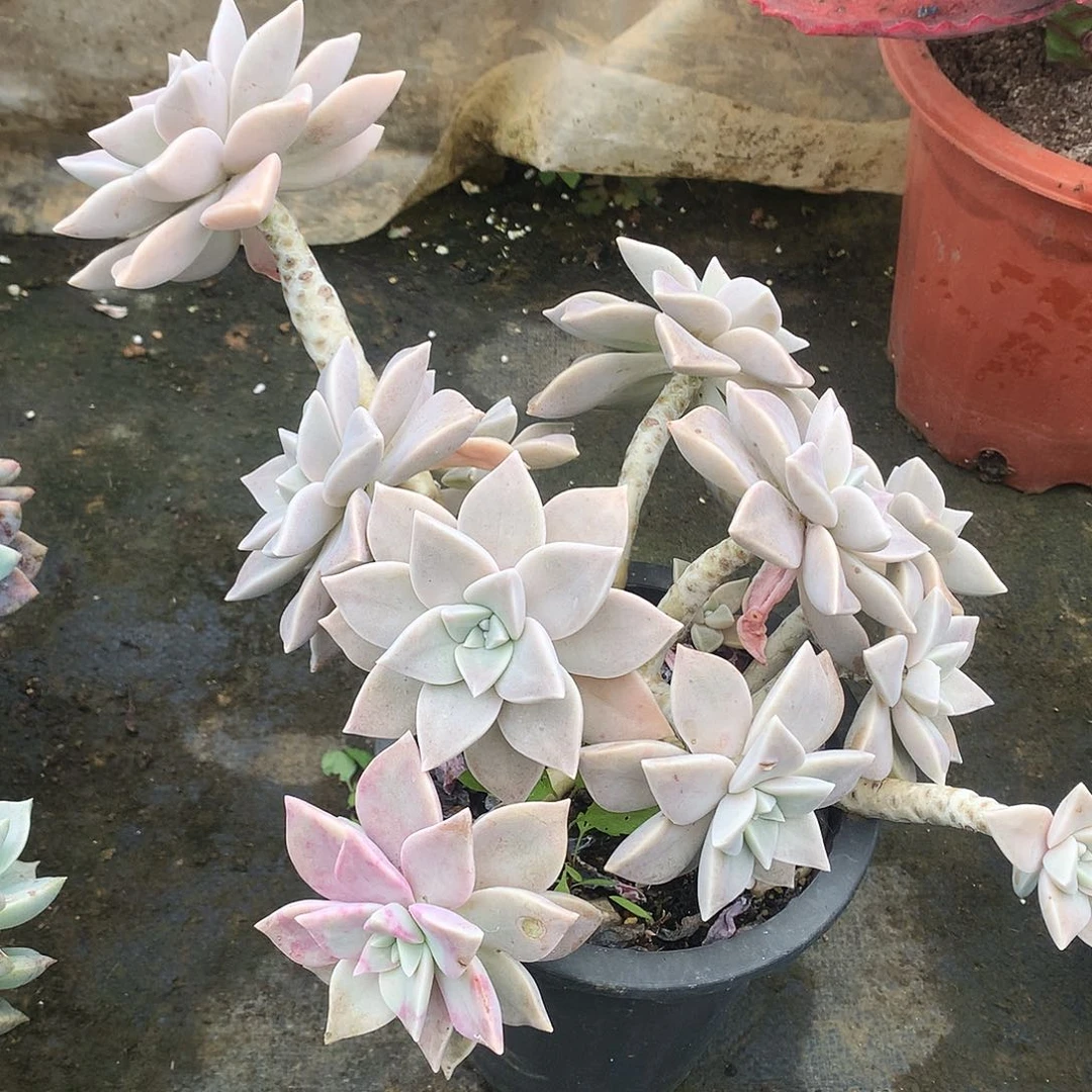 胧月一物一拍6-13