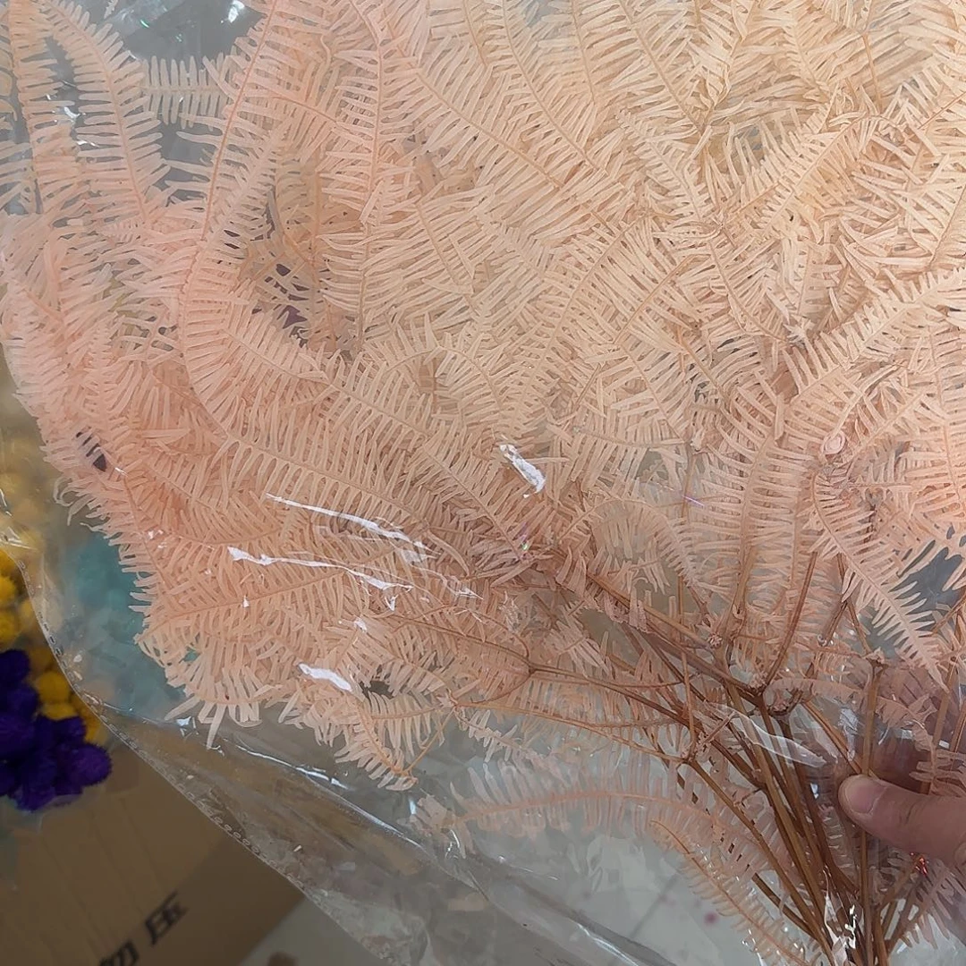 *****H91号香槟粉芒其叶