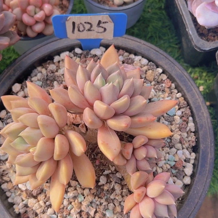 健健康康平平安安