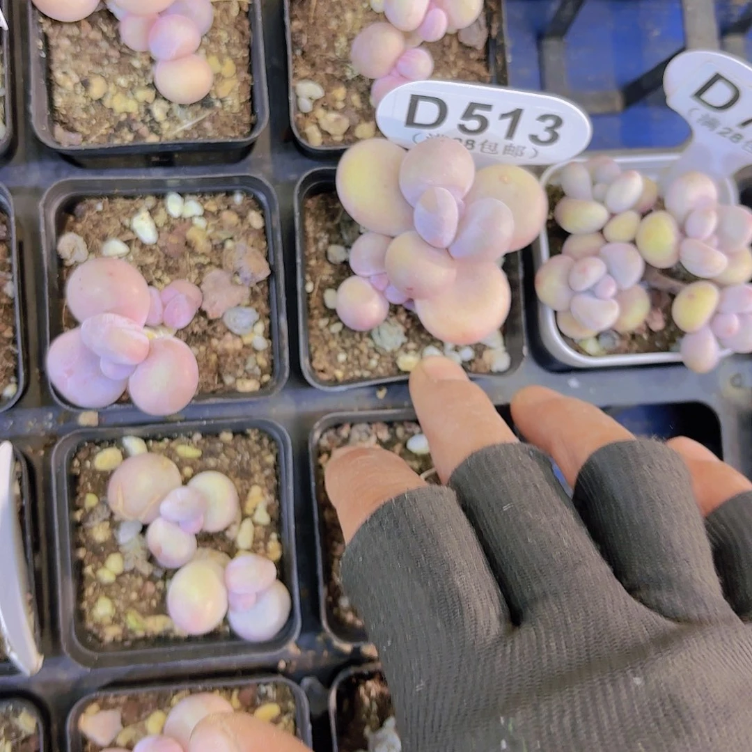 花*山D513水光针一物一拍