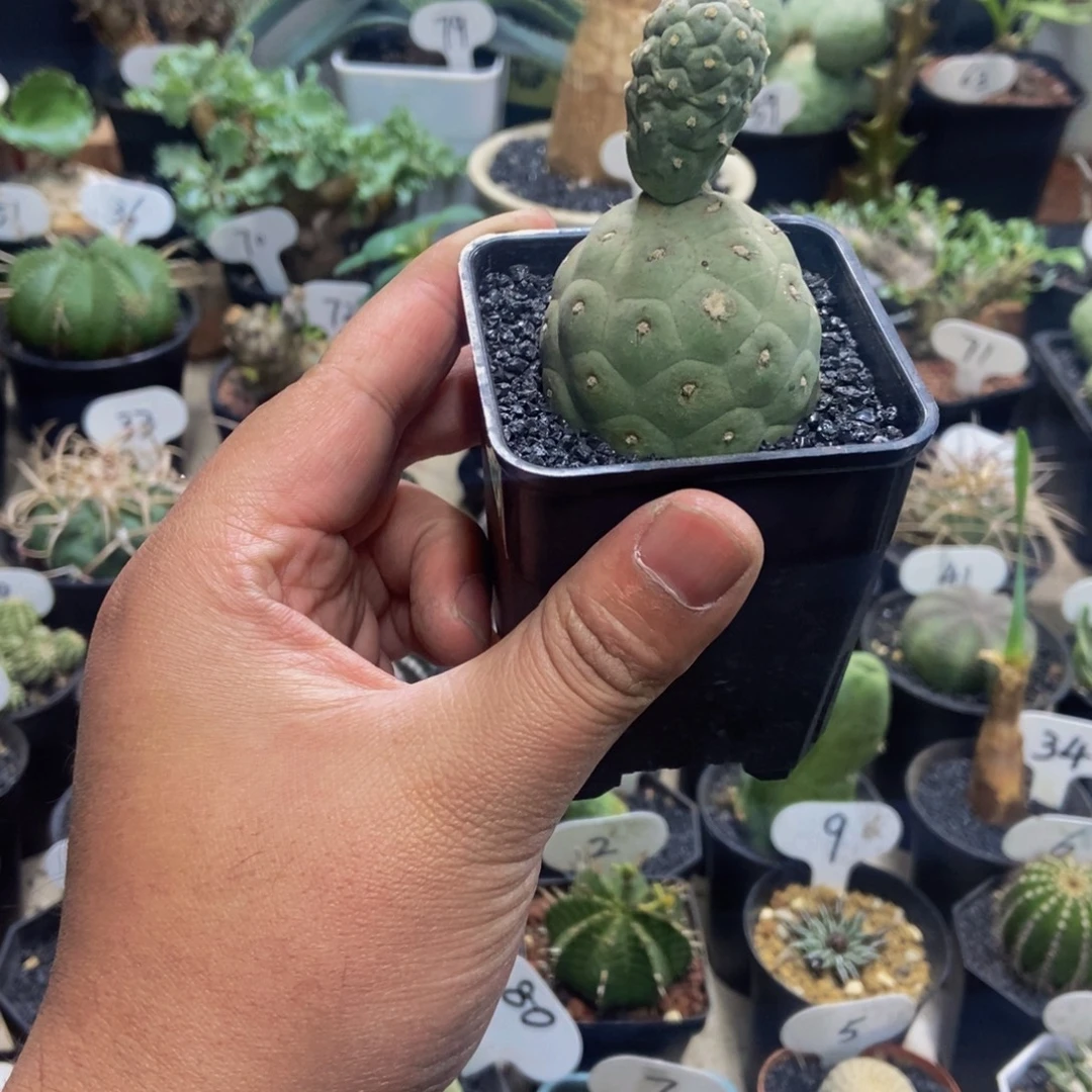 双头习志野一物一拍