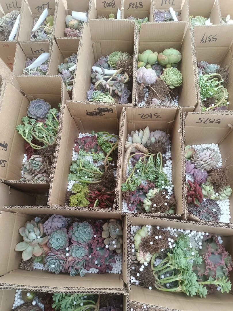 箱拍混装精品多肉(福利款 )多肉植物