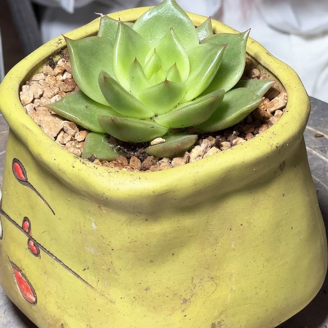 东云锦多肉植物111