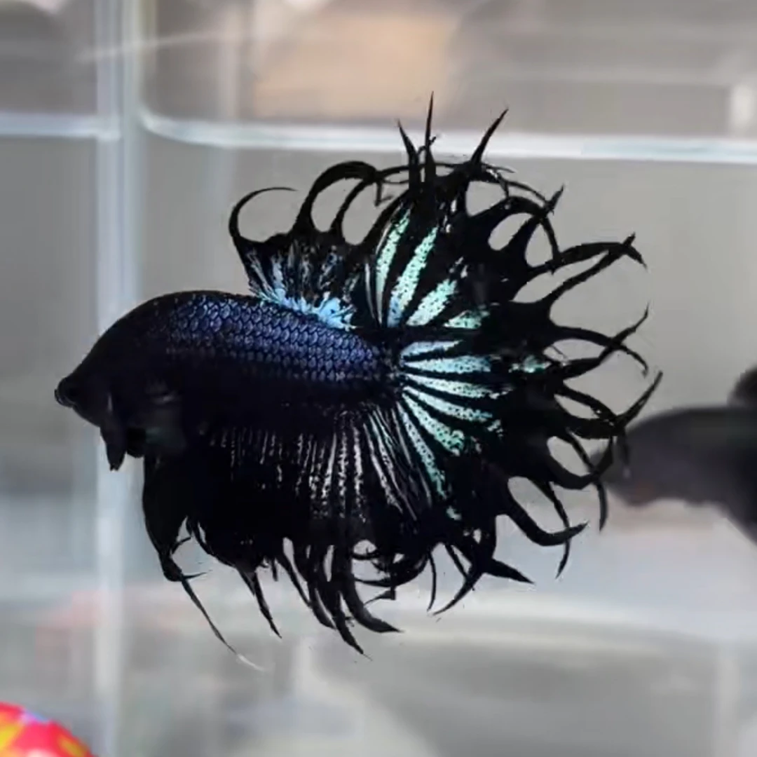 精品泰斗黑武士黑狮王白狮王热带宠物鱼好养小型半月将军马尾狮王