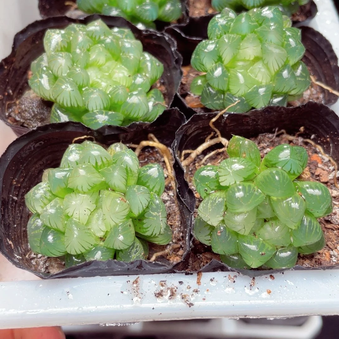 姬玉露多肉9.9包邮发货