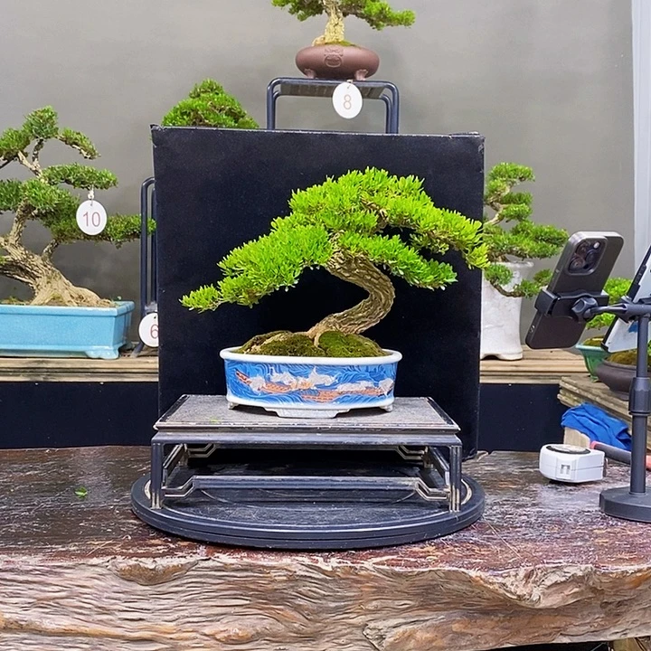 无花朵黄杨盆景四季常青