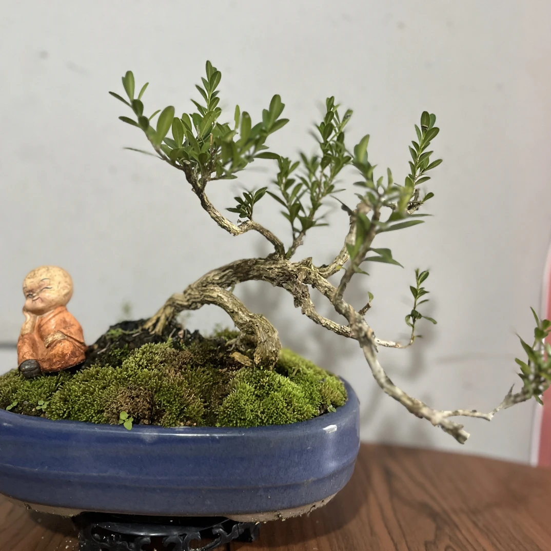 雀舌黄杨绿植千年矮万年青老桩日本室内高市早苗被起诉15分钟